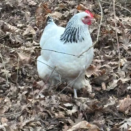 Апартаменты A La Campagne 1