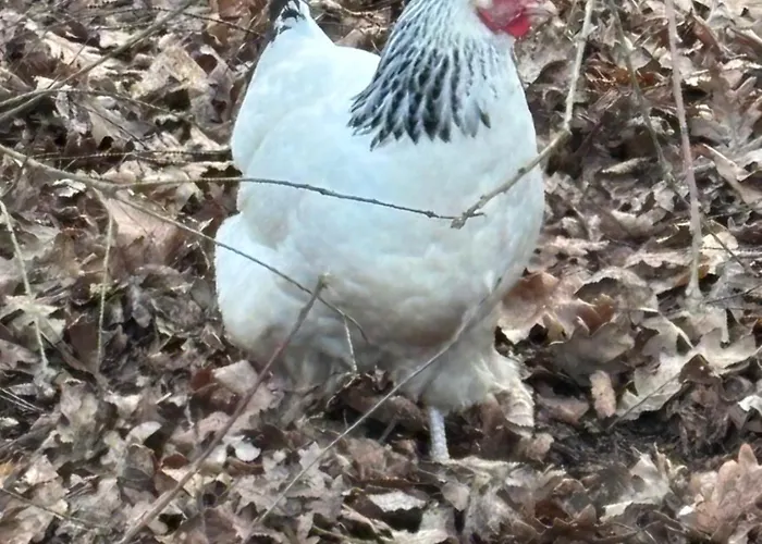 Lägenhet A La Campagne 1