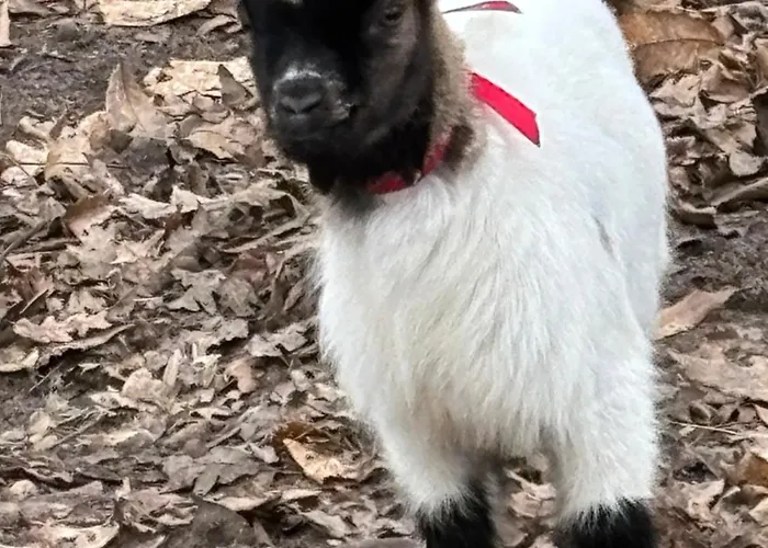 Lägenhet A La Campagne 1 Cérans-Foulletourte